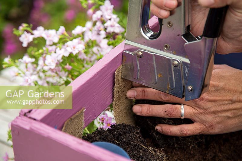 Step by Step -  Planting a container of Argyranthemum 'Percussion Rose', Bacopas 'Abunda Pink', Scopia 'Double Ballerina Pink' and Ajuga 'Burgundy Glow' - Secure the side strip of hessian now that the Scopia ‘Double Ballerina Pink' has been planted.