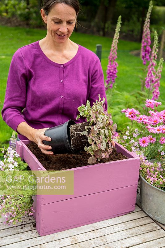 Step by Step -  Arranging plants -  Planting a container of Argyranthemum 'Percussion Rose', Bacopas 'Abunda Pink', Scopia 'Double Ballerina Pink' and Ajuga 'Burgundy Glow'