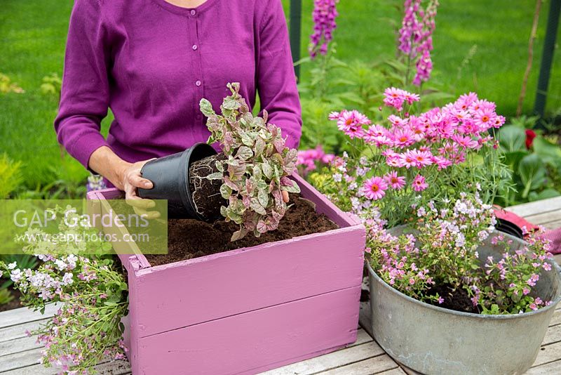 Step by Step -  Planting a container of Argyranthemum 'Percussion Rose', Bacopas 'Abunda Pink', Scopia 'Double Ballerina Pink' and Ajuga 'Burgundy Glow'
