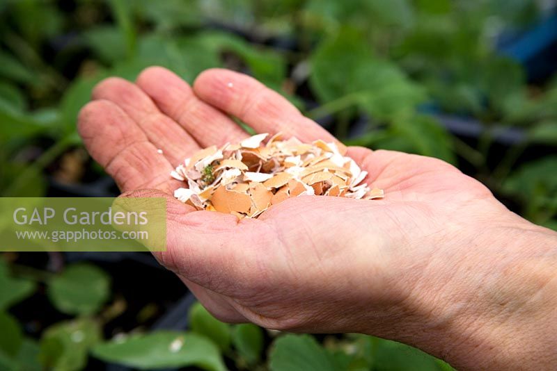 Egg shells are dried, crushed and sprinkled around young plants to deter slugs