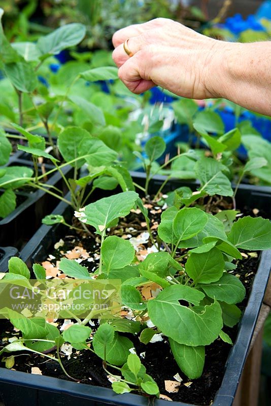 Egg shells are dried, crushed and sprinkled around young plants to deter slugs