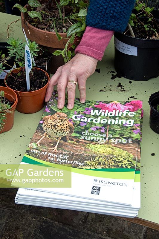 Woman picking up Wildlife Gardening booklet on wild flower plant stall at Islington Gardeners plant sale, London UK
