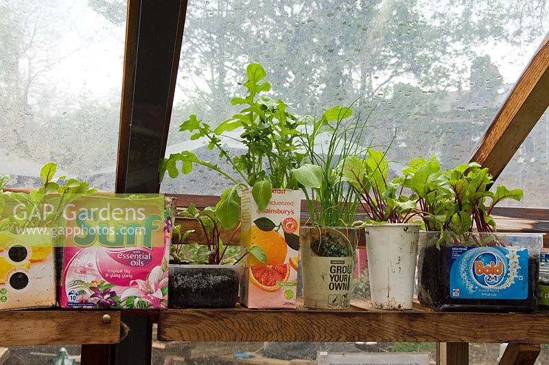 Shelf inside greenhouse with plants growing in recycled containers, King Henry's Walk Garden, an urban community garden in the London Borough of Islington, UK