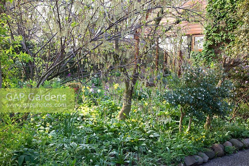 Woodland garden with Stachyurus praecox and Osmanthus burkwoodii