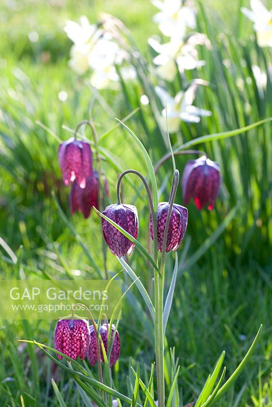 Fritillaria meleagris with Narcissus 'Lemon Drops' in background