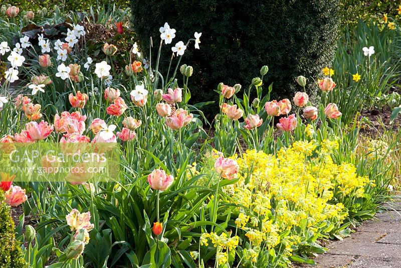 Spring border with Primula veris, Tulipa and Narcissus poeticus 'Recurvus'