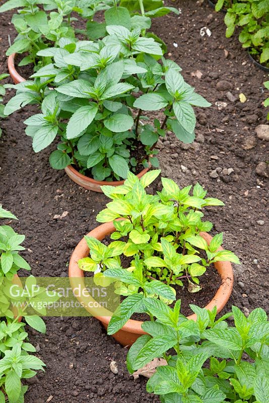 Mentha planted in containers to stop spread