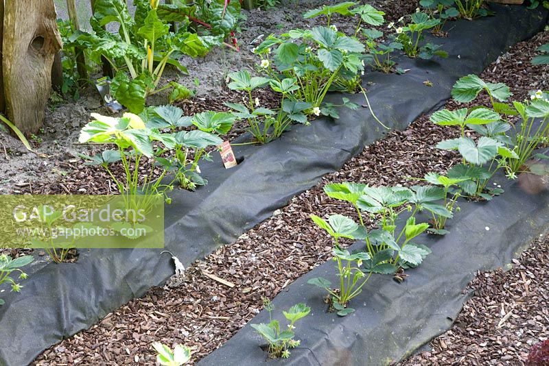 Strawberries growing in plastic mulch