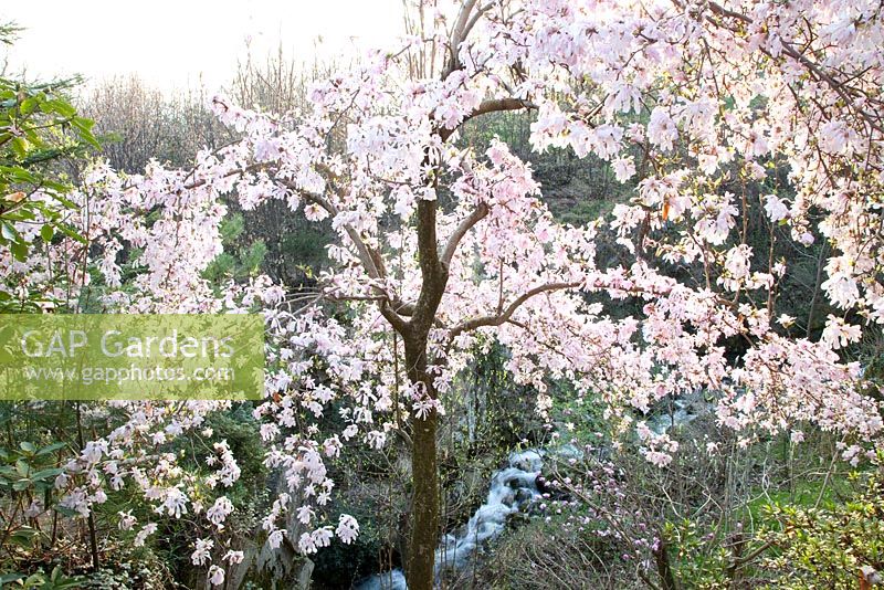 Magnolia loebneri 'Leonard Messel' with Magnolia kobus x Magnolia stellata