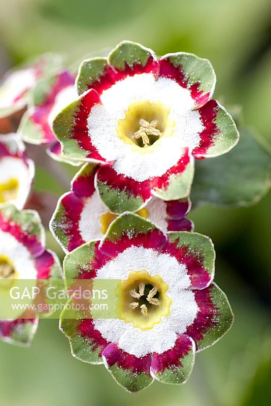 Primula auricula 'Minley'