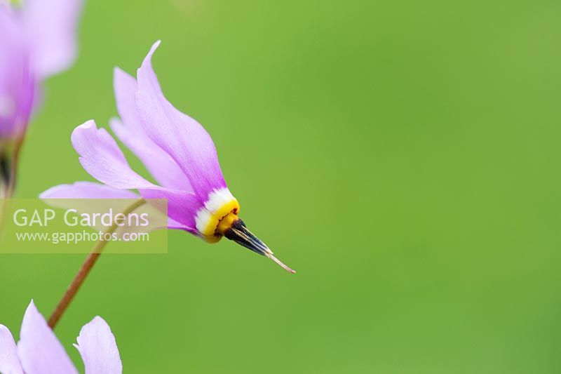 Dodecatheon meadia - Shooting Star / American cowslip