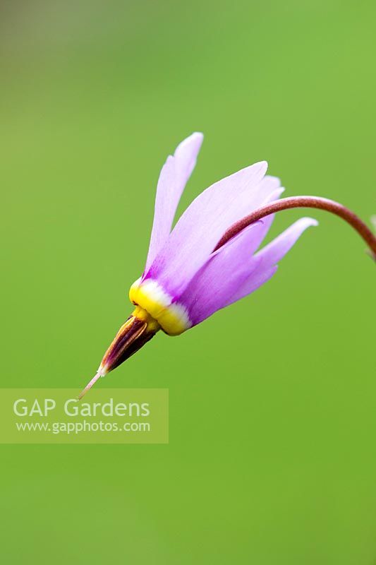 Dodecatheon meadia - Shooting Star / American cowslip 