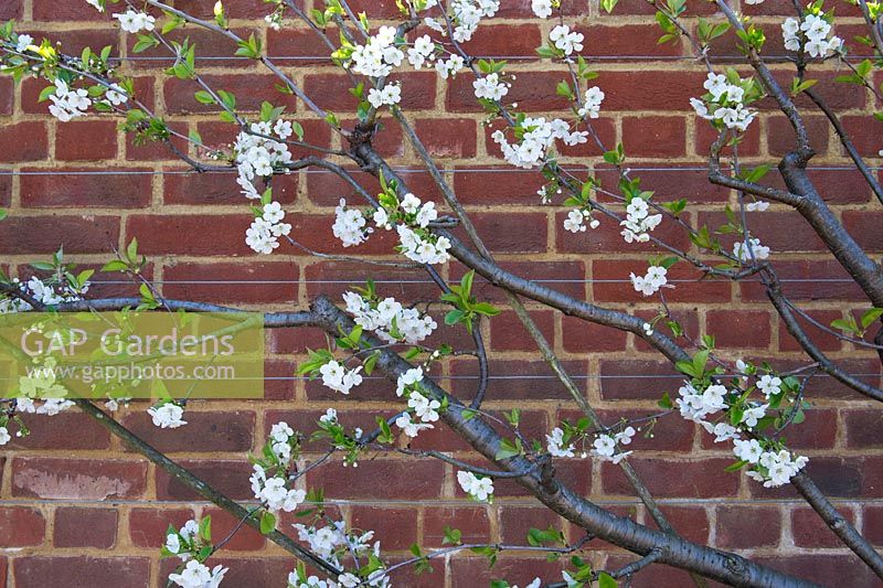 Prunus cerasus - Sour cherry 'Morello'. Fan trained fruit tree against a brick wall at RHS Wisley Gardens