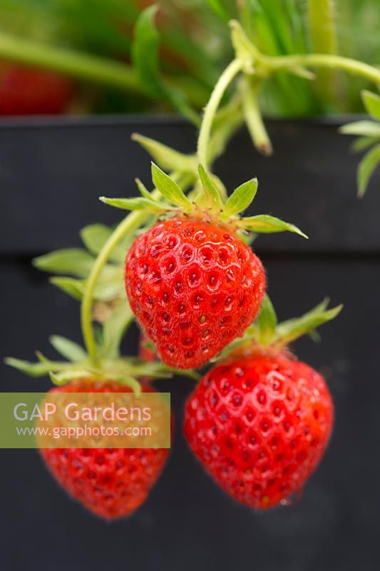 Fragaria x ananassa - Strawberry 'Cambridge Favourite' in a pot