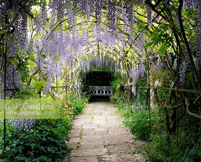 Wisteria floribunda - Wisteria archway in the formal garden at Waterperry Gardens, Oxfordshire, England