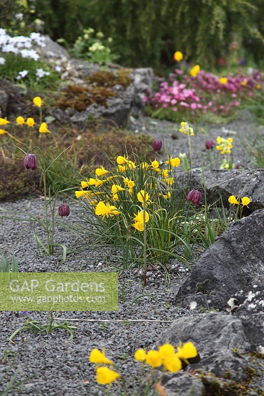 Narcissus bulbocodium plants in flower in woodland area