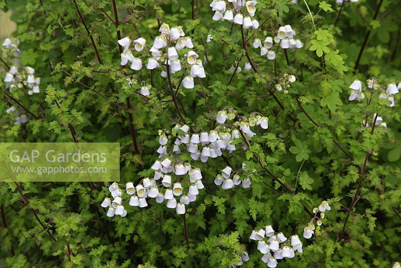 Jovellana violacea plant in flower