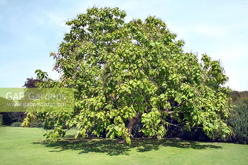 Catalpa bignonoides (Indian bean tree) at West Dean, West Sussex, England