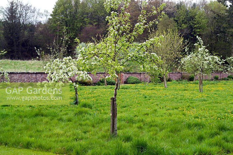 The orchard at Cally Gardens Nursery with fruit trees in blossom