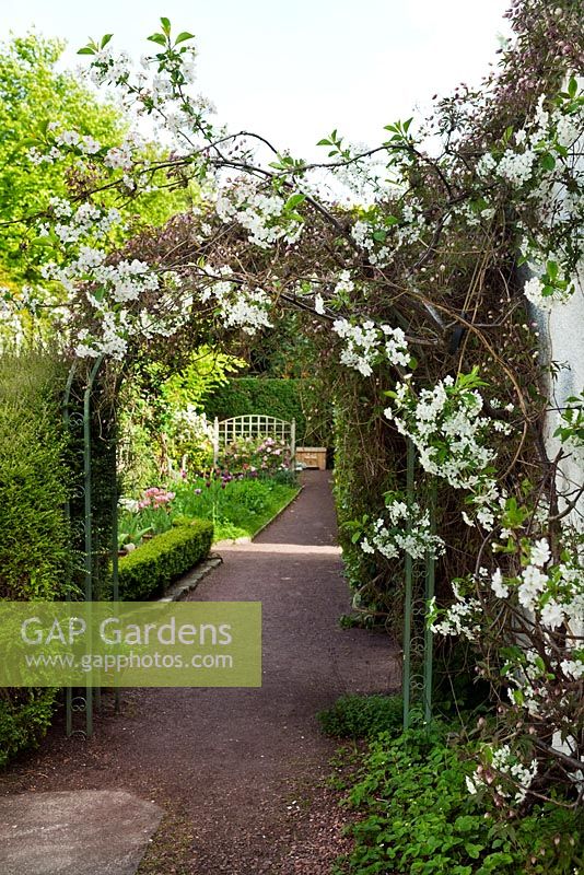 Gravel pathway leading under a metal pergola to a herb potager and orchard garden. Pink flowering Clematis montana, Morello cherry pink blossom and Lonicera nitida hedge