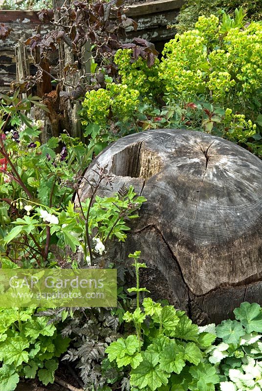 Euphorbia and other perennial plants around old wooden block in naturalised garden border - 'Boathouse No.9' Show Garden, Silver Gilt Award, Malvern Spring Show 2013