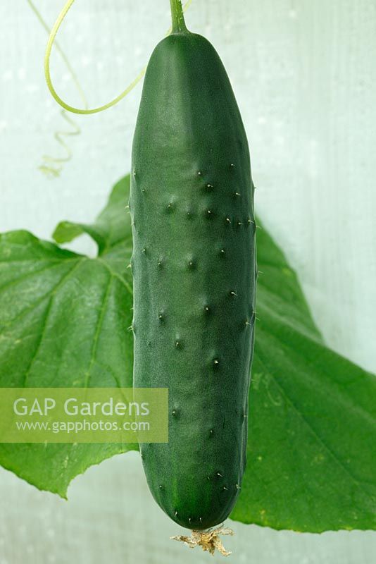 Cucumis sativus 'Marketmore' AGM - Ridge cucumber growing in a greenhouse, August