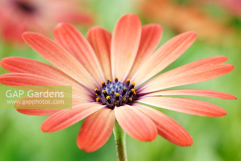 Osteospermum Serenity Rose Magic 'Balseroma'  Serenity series - the flowers change colour as they age,  August