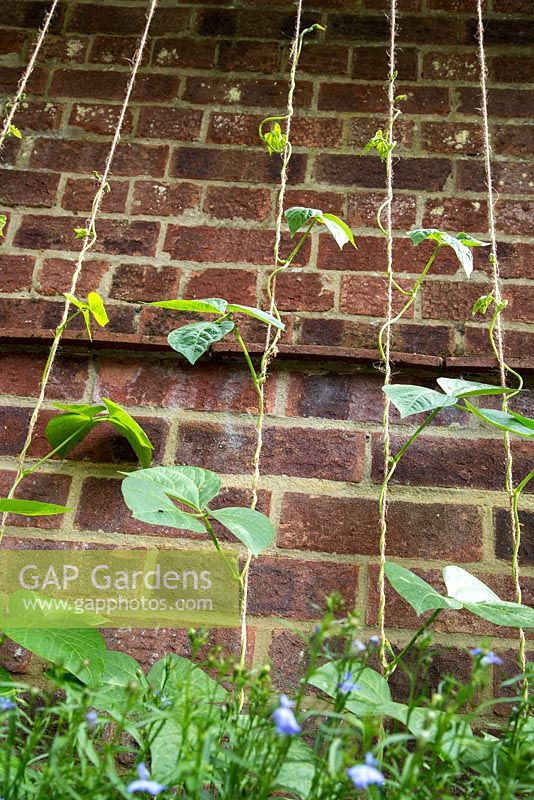 Runner beans in troughs - growing up string supports against garden wall - underplanted with Lobelia