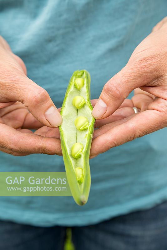 Step by step -  Harvesting Broad Bean 'Aquadulce Claudia' - pod split open showing beans