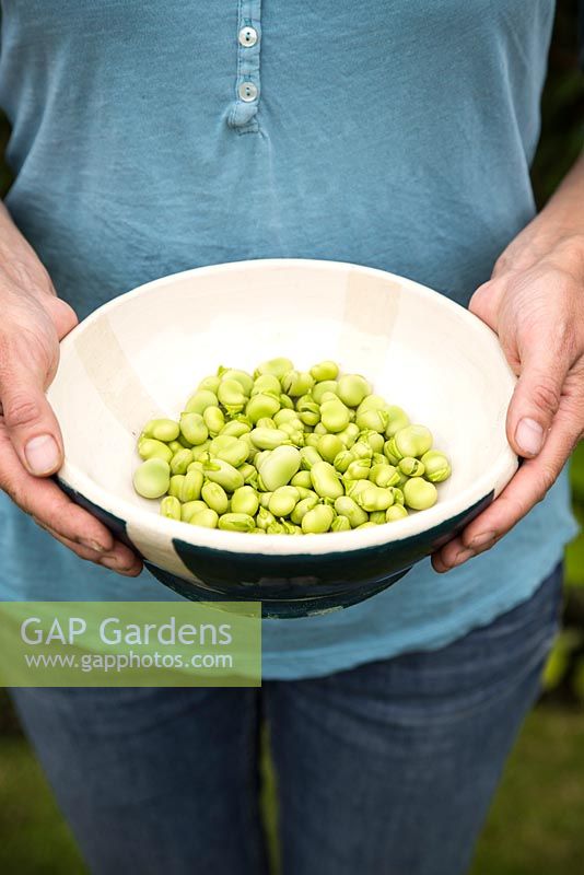 Step by step -  Harvesting Broad Bean 'Aquadulce Claudia'