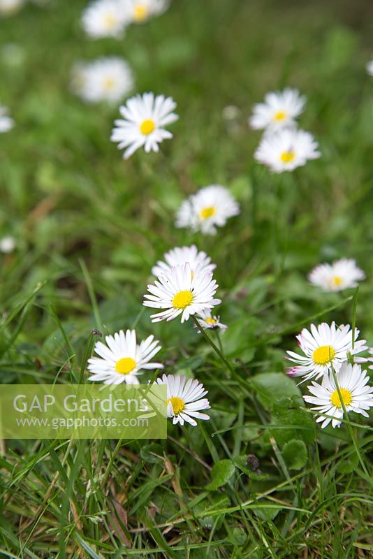 Daisies in lawn