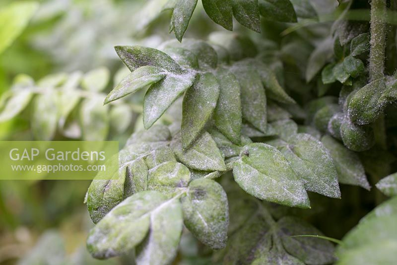 Polemonium caeruleum - Jacobs ladder - white powdery mildew on leaves