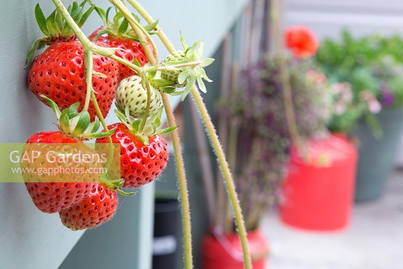 Step by step -  Planting vertical shoe holder with fruit and vegetables