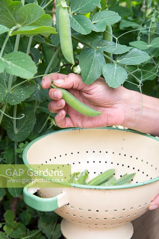 Step by step - Pea 'Kelvedon Wonder' - harvesting