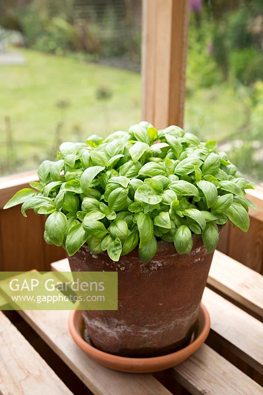 Step by step - Container grown basil - Ocimum basilicum