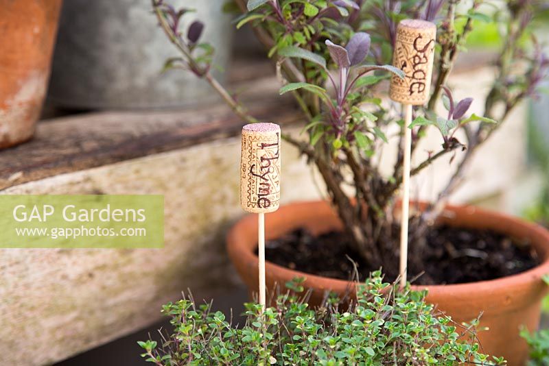Recycled corks as plant labels in containers of herbs - sage and thyme 