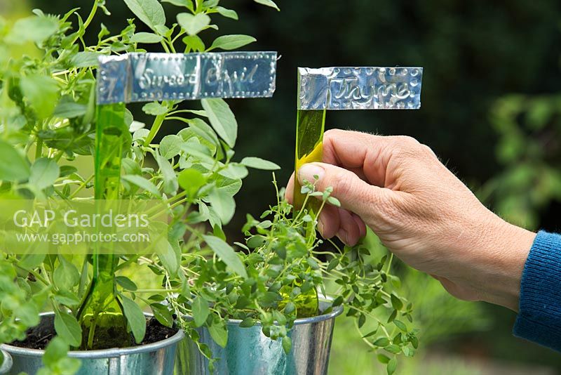 Step by step for creating metallic plant labels - Placing labels in containers of herbs 