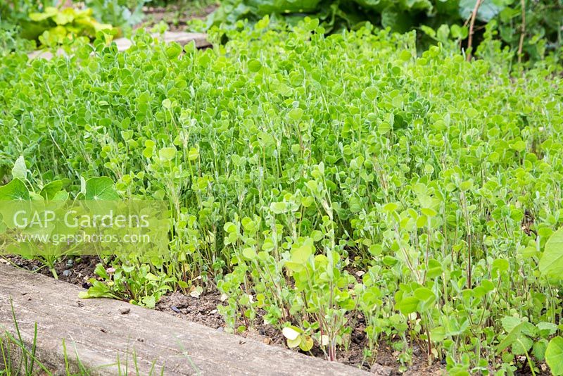 green manure - crimson clover growing in raised bed 