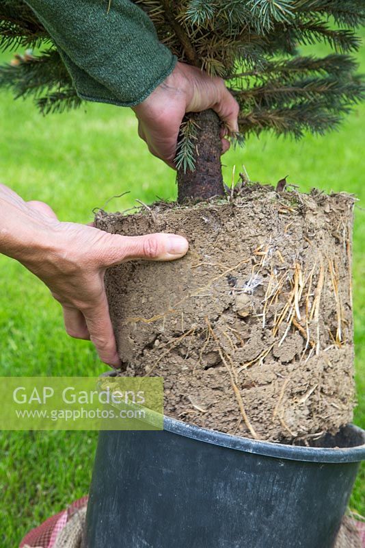 Removing miniature Christmas tree from container