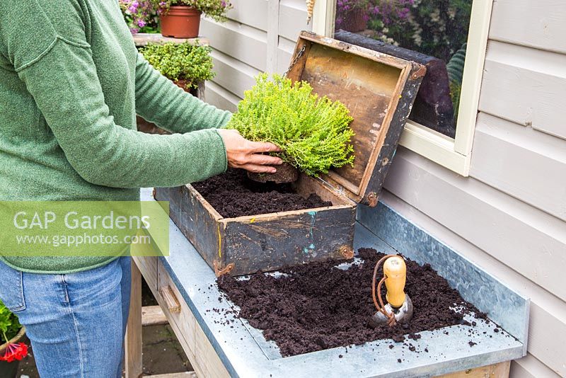 Step by step - Planting old wooden box container with Thymus green/yellow and Thymus serpyllum coccineus
