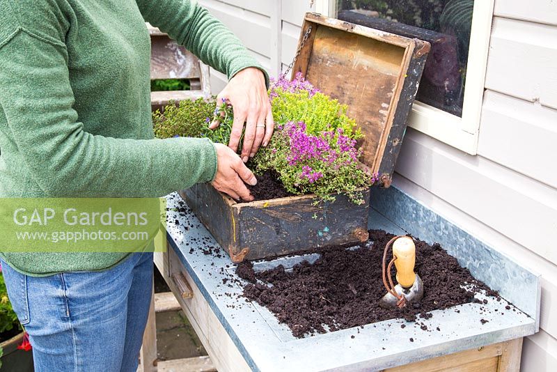 Step by step - Planting old wooden box container with Thymus green/yellow and Thymus serpyllum coccineus
