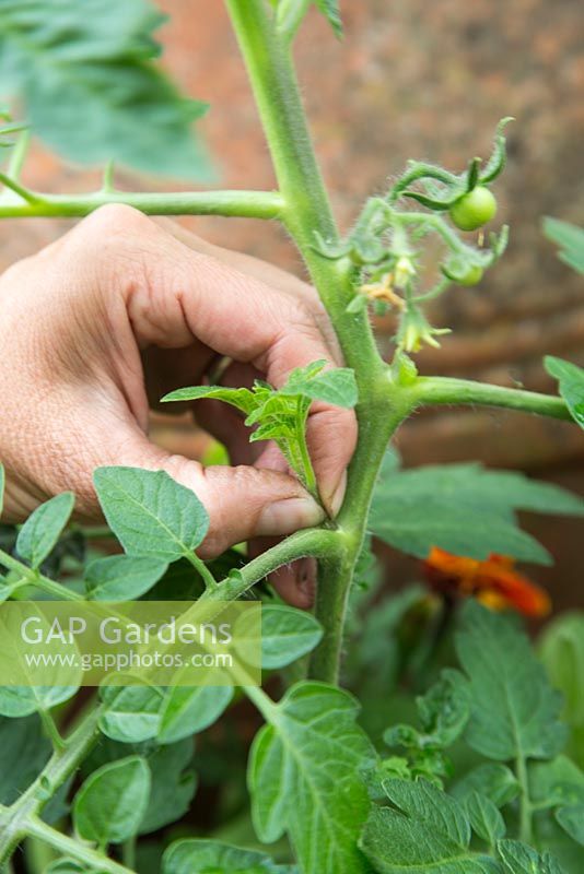 Pinching out side shoots - Container with tomato and tagetes