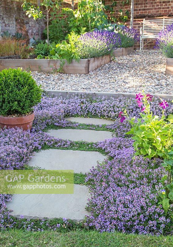 Step by step -  Thyme pathway