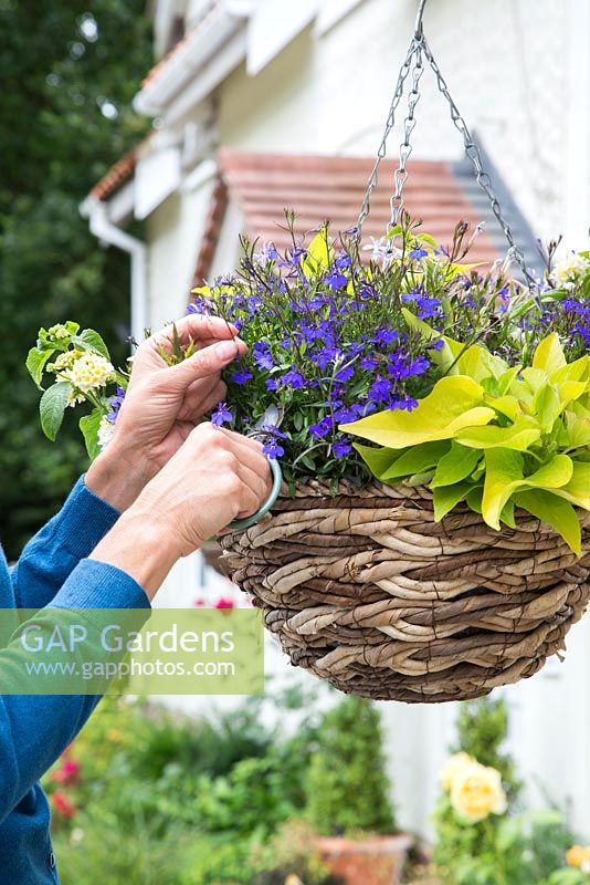 Hanging basket - deadheading 