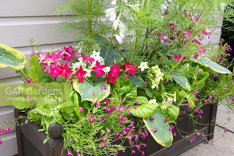 Step by step - mixed wooden trough in summer with Nicotiana 'Cuba Mix', Cos Lettuce 'Little Gem', Trailing Lobelia 'Fountain Crimson', Hosta 'Frances William' and Cosmos 'Sensation Mixed'
 