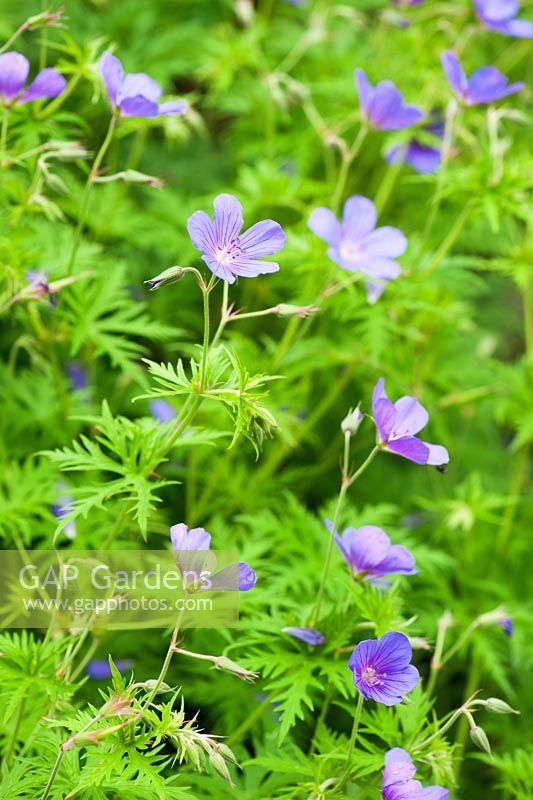 Geranium 'Brookside'. Ashley Farm, Stansbatch, Herefordshire, UK