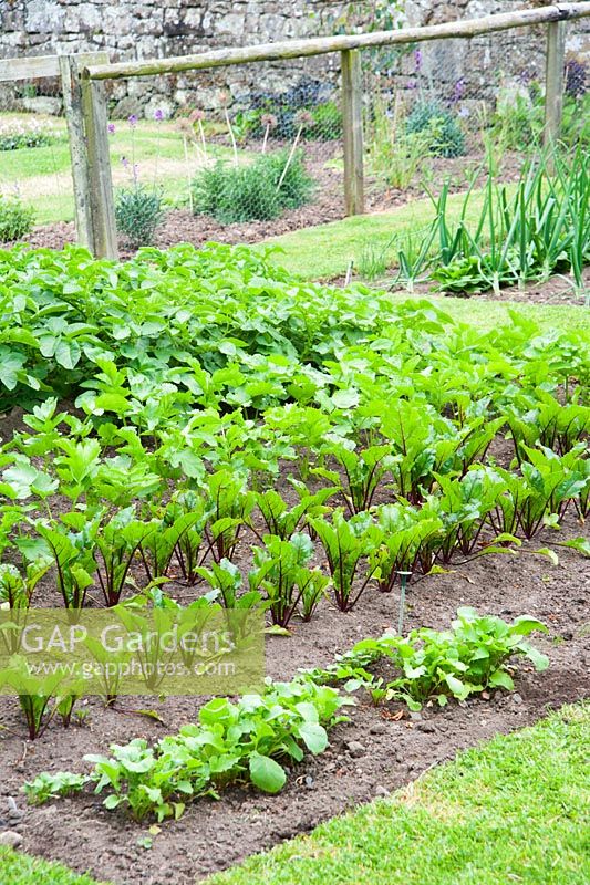 Neat lines of vegetables. Fowberry Mains Farmhouse, Wooler, Northumberland, UK