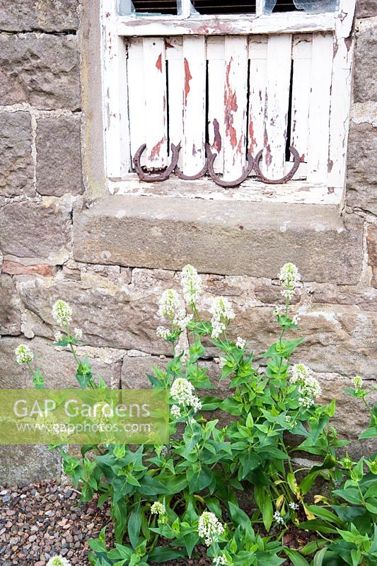 Centranthus ruber 'Albus'. Fowberry Mains Farmhouse, Wooler, Northumberland, UK