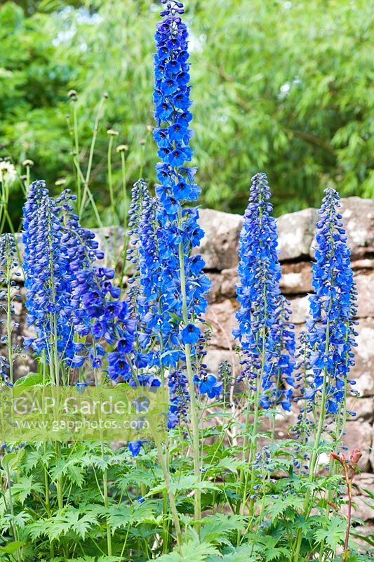 Delphinium Pacific Giant. Fowberry Mains Farmhouse, Wooler, Northumberland, UK