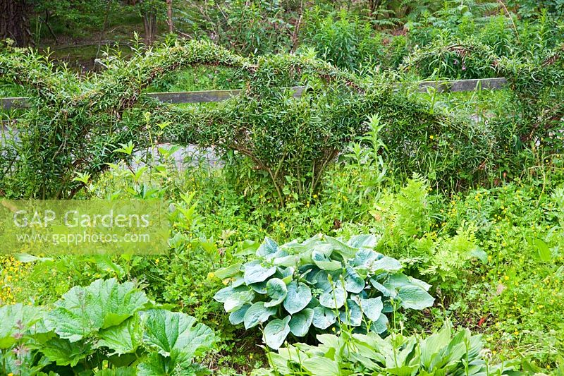 Woven living willow against the boundary fence with wild garden inside including hostas and gunnera. Fowberry Mains Farmhouse, Wooler, Northumberland, UK